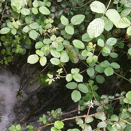 Le Refuge Landsted *